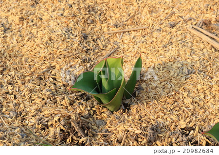 チューリップの植え付け チューリップの植え付け 20982684