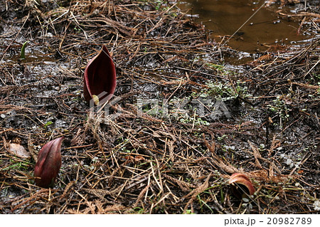 ザゼンソウ 20982789