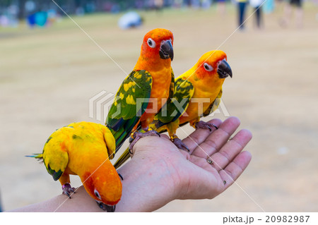 Three Parrot on hand 20982987