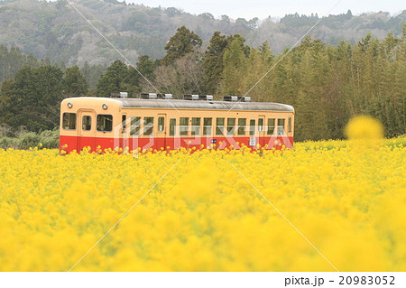 菜の花畑をゆく汽車 20983052