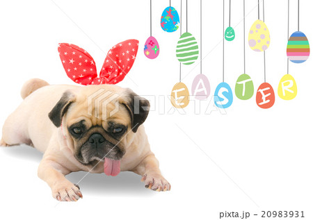 Happy Easter Day. dog Pug wearing rabbit ears Happy Easter Day. dog Pug wearing rabbit ears 20983931