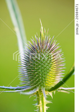 Milk thistle bud Milk thistle bud 20984671