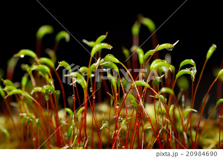 macro shot of some moss spores absorbing raindrops macro shot of some moss spores absorbing raindrops 20984690