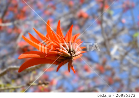 青い春の空がコーラルツリーの赤い花で一杯です 青い春の空がコーラルツリーの赤い花で一杯です 20985372