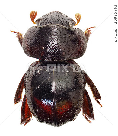 マンマルコガネ蘭嶼島産 20985563