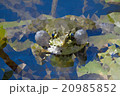 Frog in the swamp 20985852