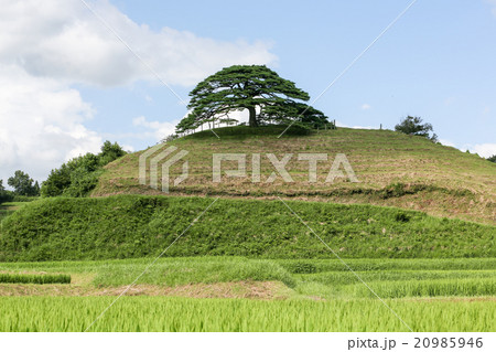 山都町 池尻の唐傘松 山都町 池尻の唐傘松 20985946