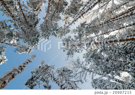 The tops of trees covered with hoarfrost against the blue sky The tops of trees covered with hoarfrost against the blue sky 20987215