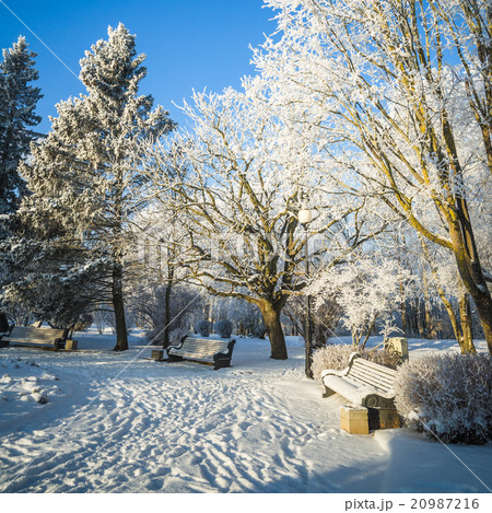 A beautiful city park with trees covered with hoarfrost 20987216
