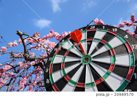 的 ダーツ 赤矢 ど真ん中としだれ梅 紅梅 の写真素材 9570
