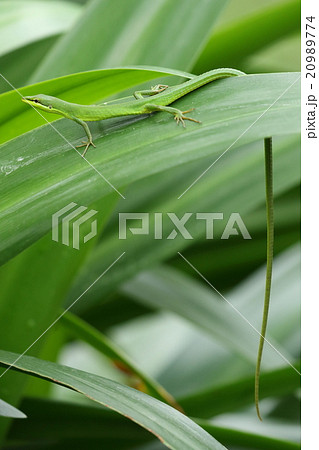 生き物 爬虫類 サキシマカナヘビ 久しぶりの晴れ間に長ーい尻尾を垂らして日向ぼっこ中の写真素材 9774