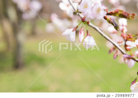 桜のつぼみ 桜のつぼみ 20989977