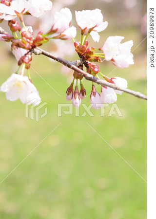 桜のつぼみ 20989978