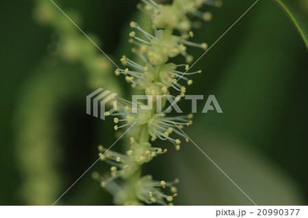 自然　植物　オキナワウラジロガシ、花は早春に開花し、枝から立ち上がるようです 20990377