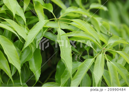 自然 植物 オキナワウラジロガシ 若葉はきれいな緑色 時間がたつと表は深緑裏はくすんだ黄緑になりますの写真素材
