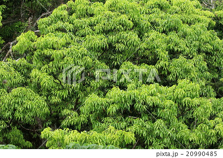 自然 植物 オキナワウラジロガシ 日本固有種 沖縄でも分布は限られるようですの写真素材