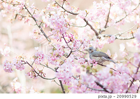 ひばりと梅 ひばりと梅 20990529