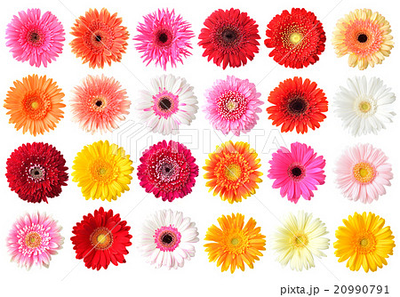 ガーベラの花 正面 注意 切り抜きはあまり綺麗ではありません の写真素材 20990791 Pixta