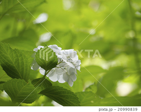 日陰に咲く紫陽花の写真素材 9909