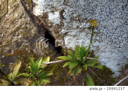 ショウジョウバカマ 猩々袴 ショウジョウバカマ 猩々袴 20991237