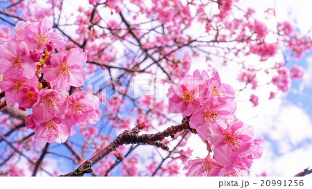 松田山 満開の河津桜と青い空 20991256