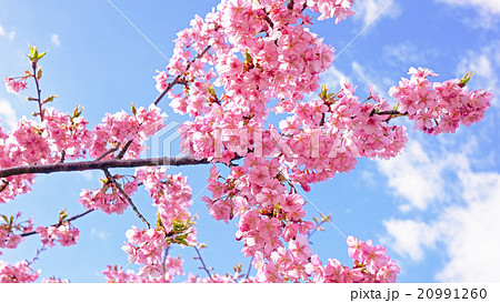 松田山 満開の河津桜と青い空 松田山 満開の河津桜と青い空 20991260