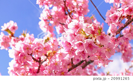 松田山 満開の河津桜と青い空 松田山 満開の河津桜と青い空 20991265