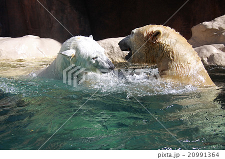 じゃれるホッキョクグマ じゃれるホッキョクグマ 20991364