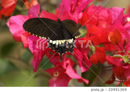 生き物 昆虫 シロオビアゲハ、石垣島のメスです。シロオビ型とベニモン型の中間のような模様に見えます 生き物 昆虫 シロオビアゲハ、石垣島のメスです。シロオビ型とベニモン型の中間のような模様に見えます 20991369