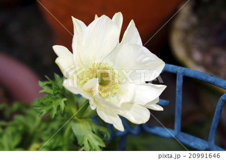アネモネ ハナイチゲ アネモネ ハナイチゲ 20991646