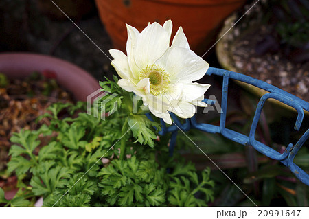 アネモネ ハナイチゲ 20991647