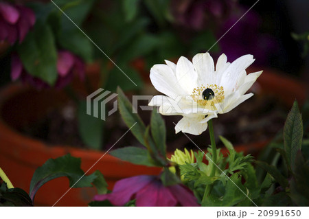 アネモネ ハナイチゲ 20991650