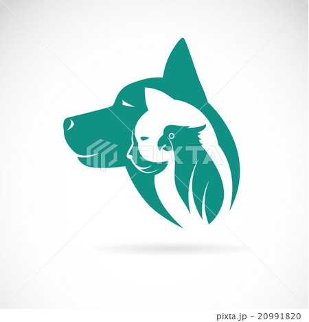 Vector image of an dog cat and bird 20991820