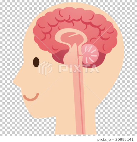 脳の断面図　医療 20993141