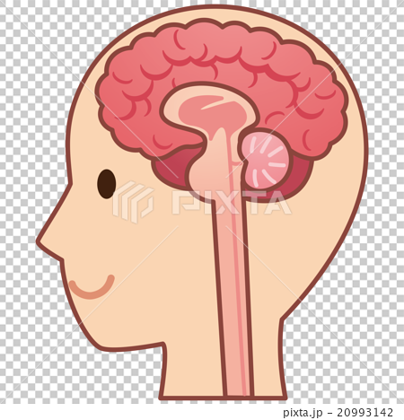 脳の断面図 医療のイラスト素材