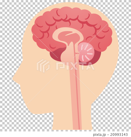 大腦醫療的橫截面視圖 20993143