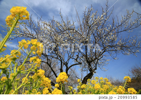 梅665 梅665 20993585