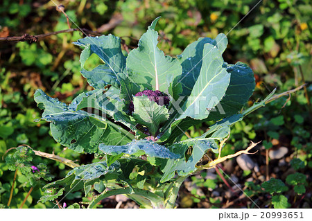 紫カリフラワー　無農薬 20993651