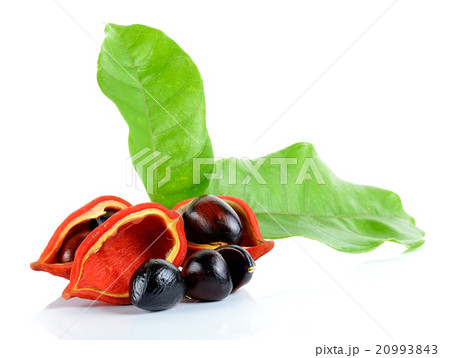 sweet chestnuts (Sterculia monosperma) on white sweet chestnuts (Sterculia monosperma) on white 20993843