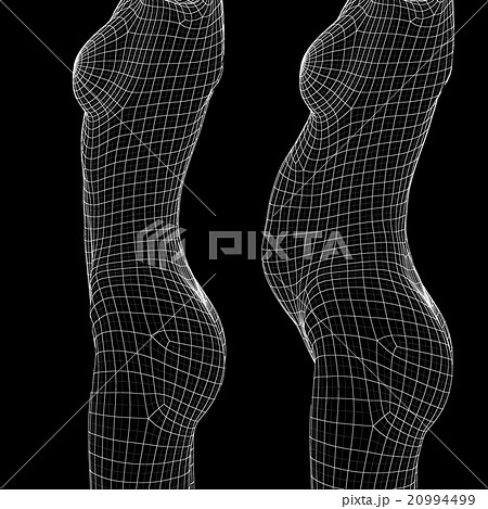 女性の体　ダイエットビフォーアフター　ワイヤーフレーム　perming3DCG　イラスト素材　素材 20994499