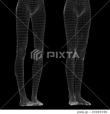 女性の体　O脚と美脚　ワイヤーフレーム　perming3DCG　イラスト素材　素材 20994596