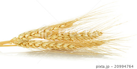 wheat grain isolated on the white background wheat grain isolated on the white background 20994764