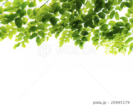 green leafs isolated on white background 20995179