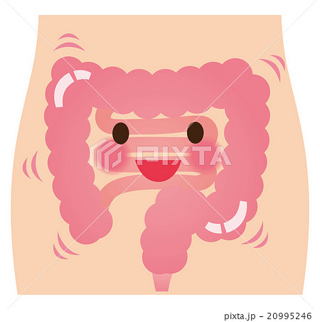 元気な腸　健康 20995246