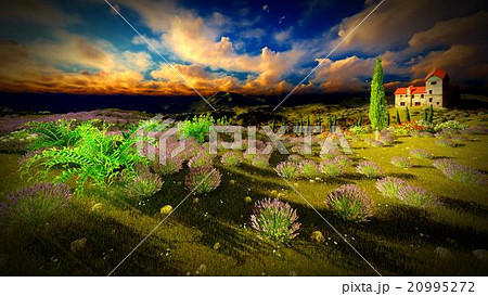 Castle towering 9ver lavender fields 20995272