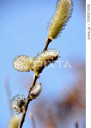 早春のネコヤナギの花咲く 早春のネコヤナギの花咲く 20995308