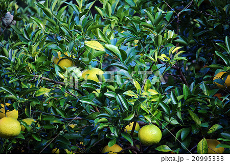 甘夏・夏みかん 甘夏・夏みかん 20995333