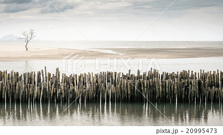 Dying tree stands alone on the beach 20995473