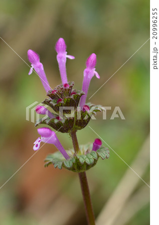 ホトケノザ ホトケノザ 20996255