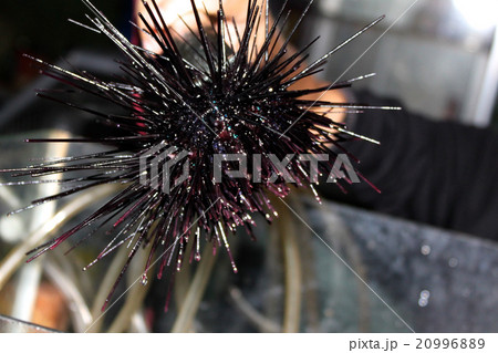 delicacy of sea urchins 20996889